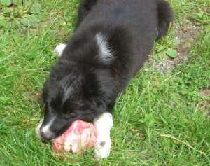 20110827Merlin3 019.jpg